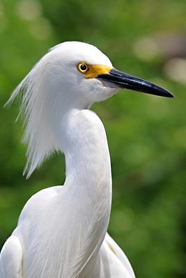 Full Download Portrait of a Snowy Egret Journal: 150 Page Lined Notebook/Diary -  | PDF