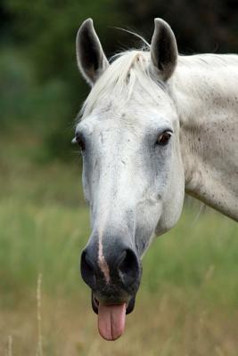 Download Snarky Horse Journal: 150 Page Lined Notebook/Diary -  | PDF