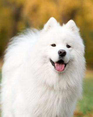 Download Samoyed: Artified Pets Journal/Notebook/Diary, 8 by 10 and 160 Pages -  file in ePub