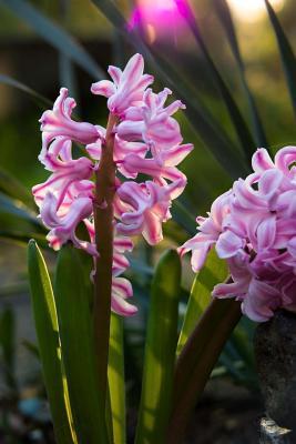 Download Pink Hyacinth Blooming in an English Garden: Blank 150 Page Lined Journal for Your Thoughts, Ideas, and Inspiration -  | PDF