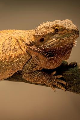 Read Online Bearded Dragon Notebook & Journal. Productivity Work Planner & Idea Notepad: Brainstorm Thoughts, Self Discovery, to Do List -  | PDF