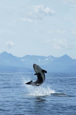 Read Orca Killer Whale Jumping Out of the Water Journal: 150 Page Lined Notebook/Diary -  | ePub