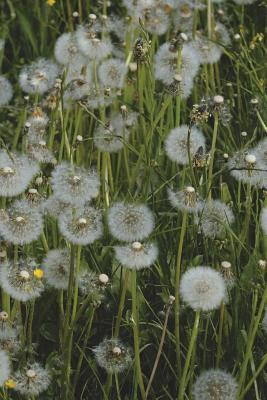 Read Field of Fluffy Dandelions Journal: 150 Page Lined Notebook/Diary -  | ePub