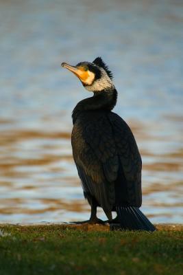 Download Great Cormorant (Phalacrocorax Carbo) Bird Journal: 150 Page Lined Notebook/Diary -  | ePub