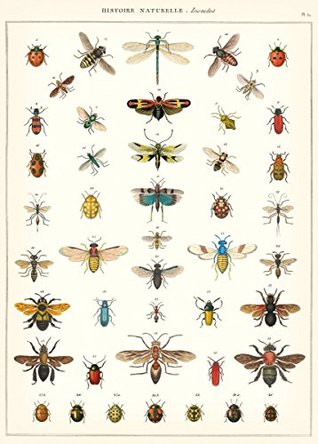 Read Online Cavallini & Co. Natural History Insects Decorative Decoupage Poster Wrapping Paper Sheet - Cavallini & Co. | PDF